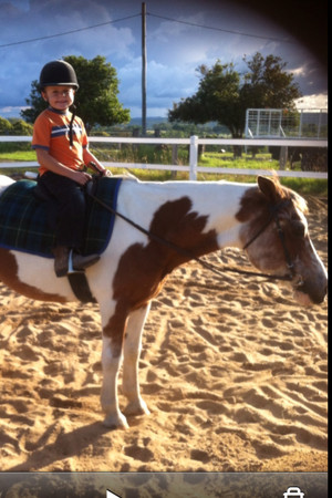 Mulgoa School of Equitation Pic 4 - Teddy