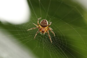 Pest Control Buderim Pic 4