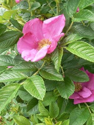 Mountain Herbs Pic 3 - Rosa rugosa scabrosa grown for rose hips