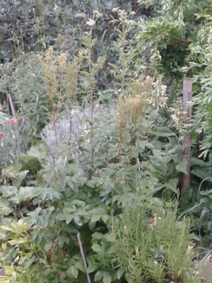 Mountain Herbs Pic 5 - Meadowsweet old world medcinal