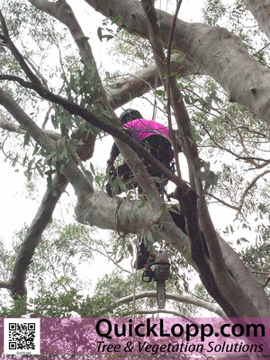 QuickLopp.com Pic 3 - QuickLopp climbing arborist