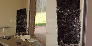 TERMITES BRISBANE - SILK'S PEST CONTROL Pic 4