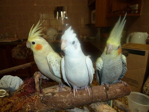 Christine Hilder Pic 4 - HAND RAISED BABIES HELPING ME WITH THE WASHING UP