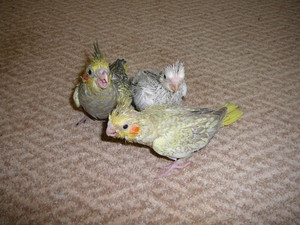 Christine Hilder Pic 5 - THE SAME BABIES AT 3 WEEKS OLD