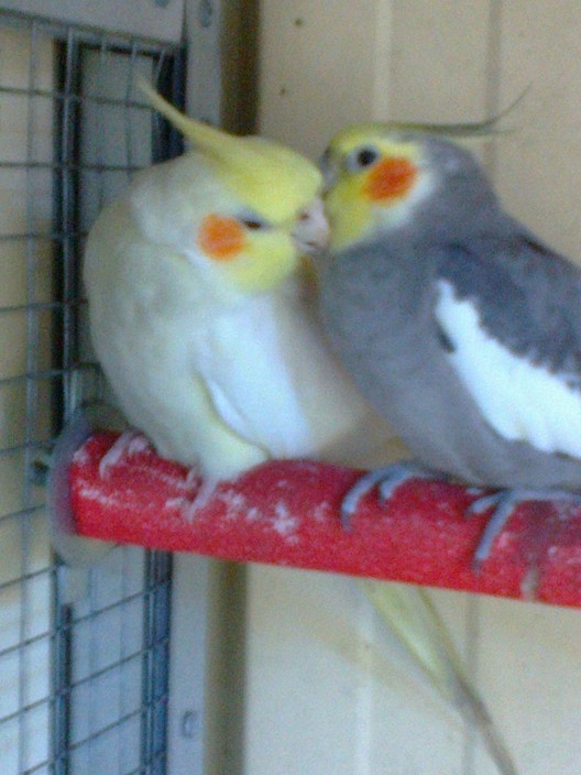 Christine Hilder Pic 1 - THIS IS CHEEKY BANJO HAND RAISED MY FIRST HAND RAISED COCKATIELS