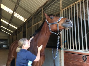 Horse In Hand - Equine Sports Therapy Pic 2