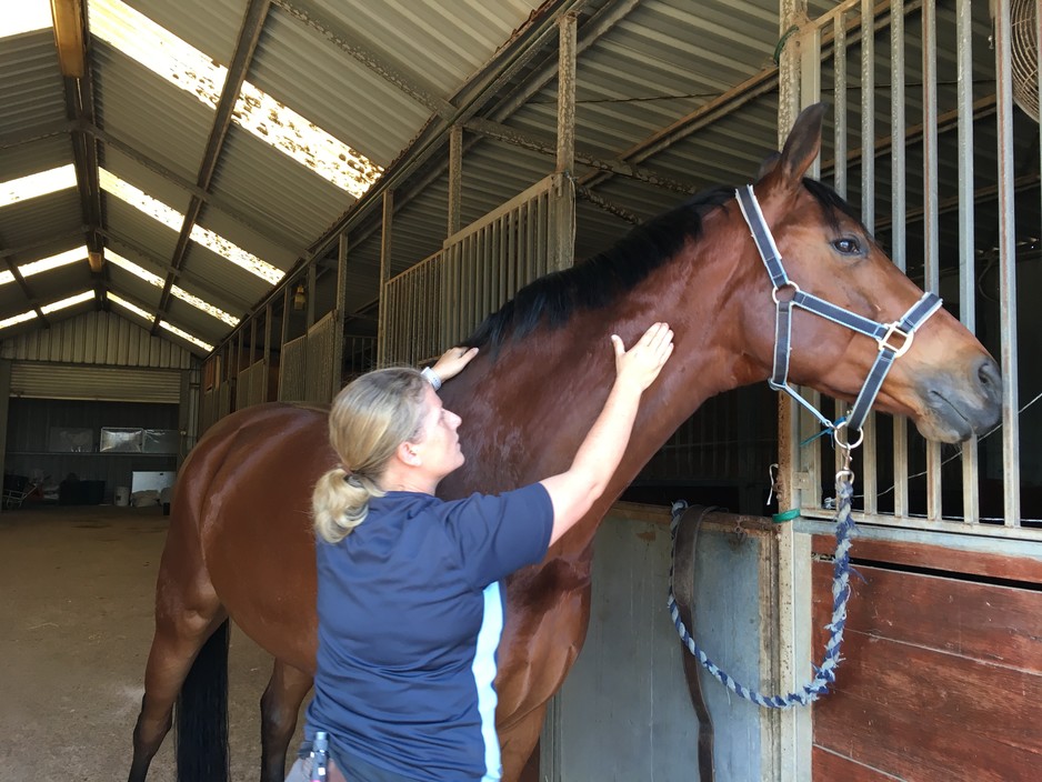 Horse In Hand - Equine Sports Therapy Pic 1