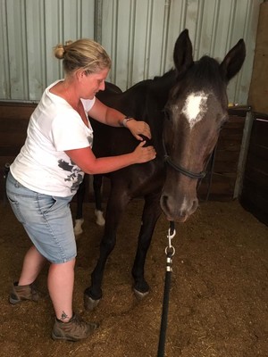 Horse In Hand - Equine Sports Therapy Pic 3