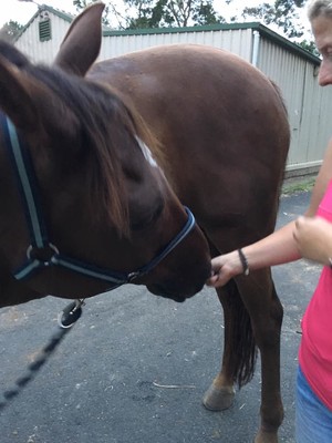 Horse In Hand - Equine Sports Therapy Pic 4