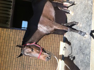 Horse In Hand - Equine Sports Therapy Pic 5