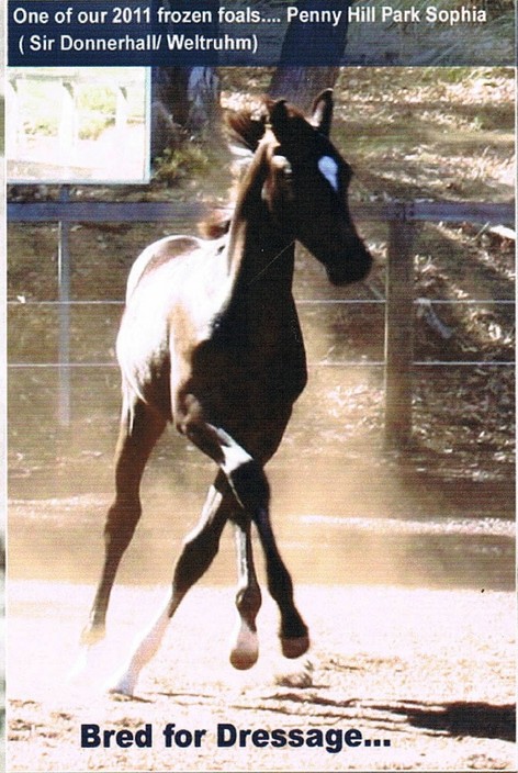 Penny Hill Park Warmblood Stud Pic 1 - Bred for Dressage