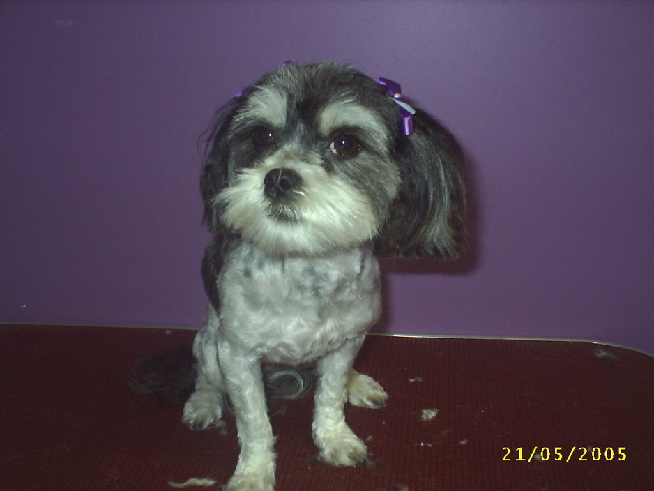 Purple Pooch Parlour Pic 2