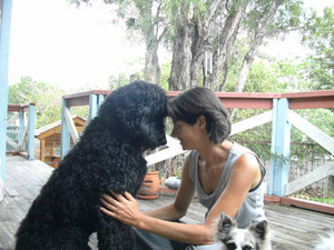 Dog Minding - the dog whisperer way Pic 5 - affection for Charlie Standard Poodle x Labrador