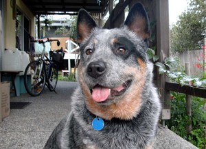 Dog Minding - the dog whisperer way Pic 4 - Ben Australian Cattle Dog guest pack member