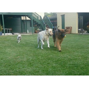 Gabby J Animal Care Pic 2 - Doggy day care and Boarding