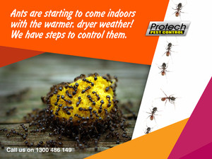 Protech Pest Control Pic 2 - Ant Control Melbourne