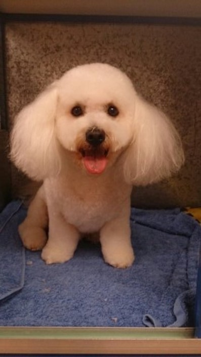 Jayne's Dog Grooming Pic 1