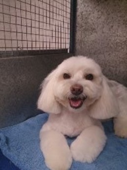 Jayne's Dog Grooming Pic 2