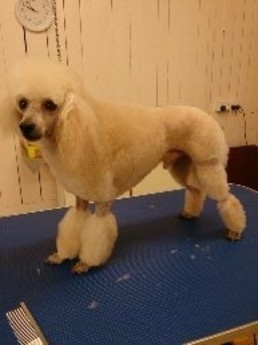 Jayne's Dog Grooming Pic 4