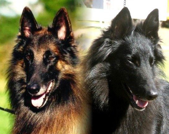 Moonshadow Belgian Shepherds Pic 1 - Tervueren Paco and Groenendael Rhianne