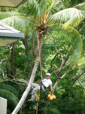 Affordable Palm & Tree Maintenance Pic 5 - Cairns Coconut Removal