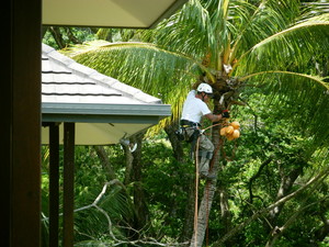 Affordable Palm & Tree Maintenance Pic 4 - Cairns Coconut Removal