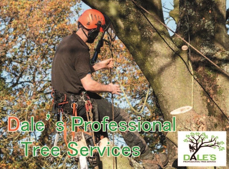 Dale's Professional Tree Services Pic 1 - Affordable Tree Removal Arbolist