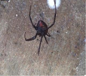 Amalgamated Pest Control Parramatta Pic 3 - Redbacks Parramatta