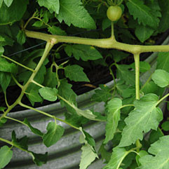 All Steel Tanks Pic 2 - fresh tomato garden