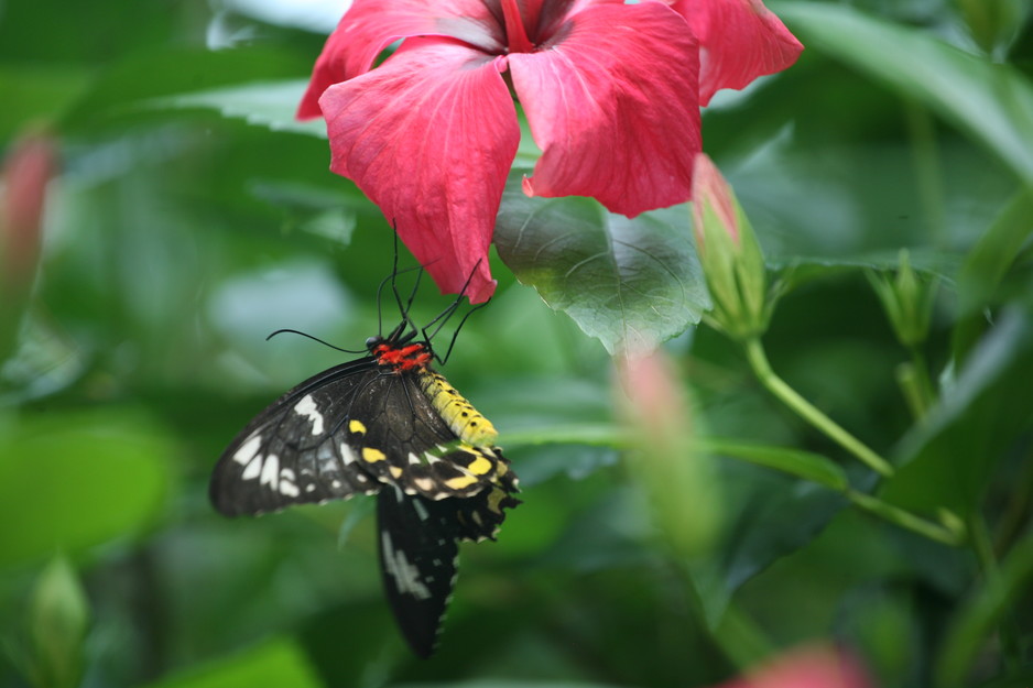 Butterfly House Coffs Harbour Pic 2