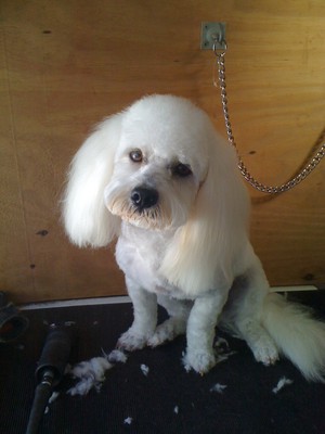 Jaimee's Mobile Dog Clipping & Grooming salon Pic 2