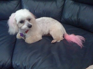 Jaimee's Mobile Dog Clipping & Grooming salon Pic 4 - hair cut