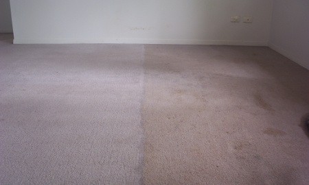 Aussie Gopher Carpet Cleaning and Pest Control Pic 1