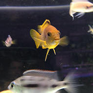 Fish Fanatics Pic 5