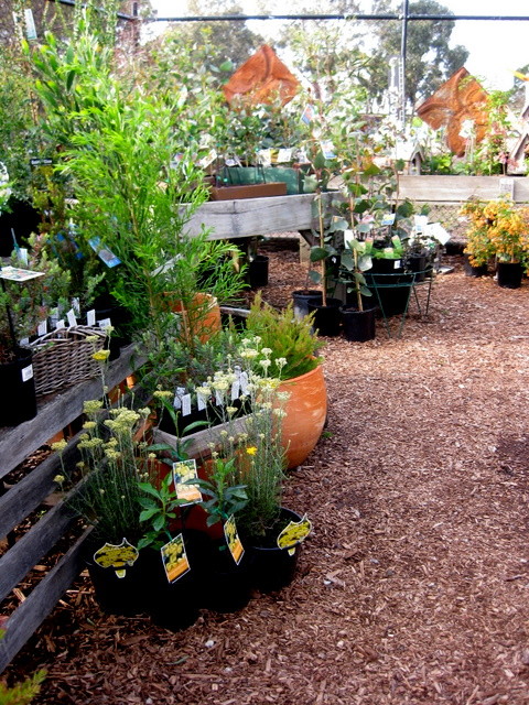 CERES Permaculture and Bushfood nursery Pic 1 - the nursery