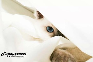 Puppurrazzi Pet Photography Pic 2