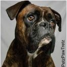 Petz Paw Tretz Pet Photography Pic 1