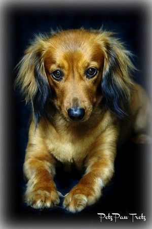 Petz Paw Tretz Pet Photography Pic 4