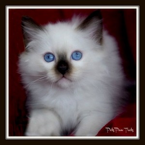 Petz Paw Tretz Pet Photography Pic 3