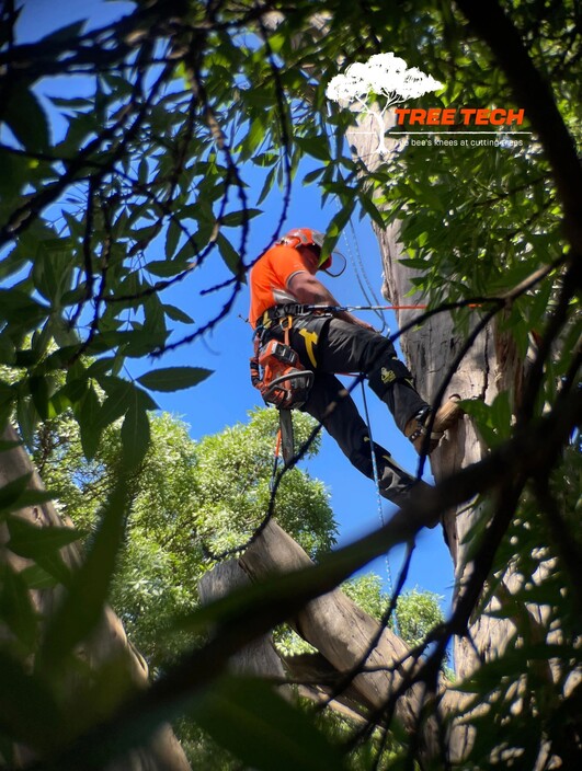 Treetech Victoria Pic 1