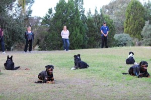 Alert Dog Training Pic 3