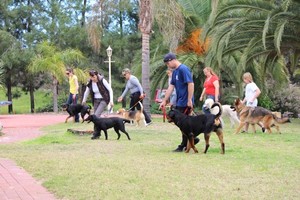 Alert Dog Training Pic 4