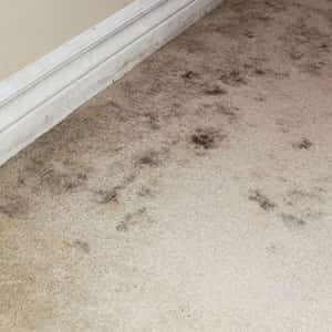 Carpet Cleanings Adelaide Pic 4