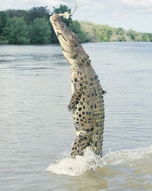 Adelaide River Queen Cruises Pic 3 - Jumping Crocodile