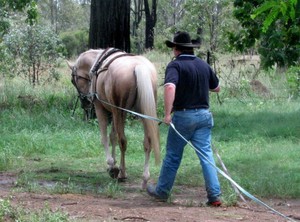 JK Equine Solutions Pic 5 - At JK Equine Solutions well reeducate your horse providing a supple and responsive horse