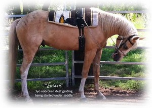 JK Equine Solutions Pic 4 - Horses of all breeds and quality catered for including special needs