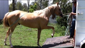 JK Equine Solutions Pic 3 - We teach your horse how to confidently load and travel in a float