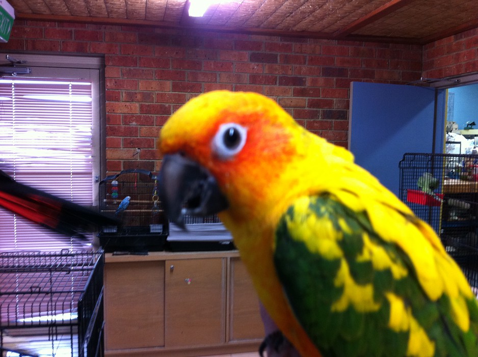 Peninsula Bird World Pic 1 - Sun Conure