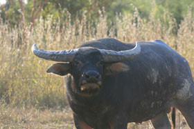 Mount Bundy Station Pic 1 - Mount Bundy Station bull