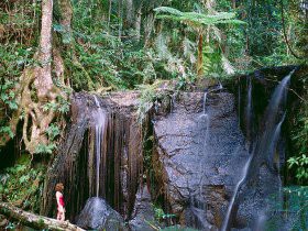 Chambers Wildlife Rainforest Lodges Pic 1 - Chambers Wildlife Rainforest Lodges